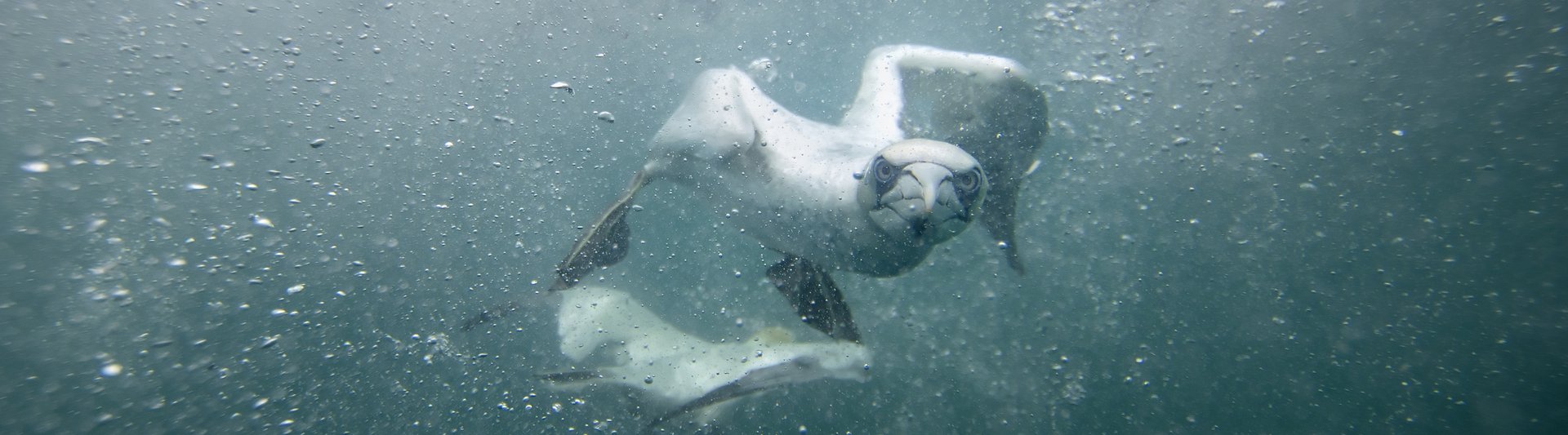 Gannets feeding at Bass Rock